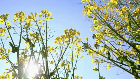 Honeybee Foraging on Spring Blossoms in Warm Natural Outdoor Sunlight Video stock 341872990
