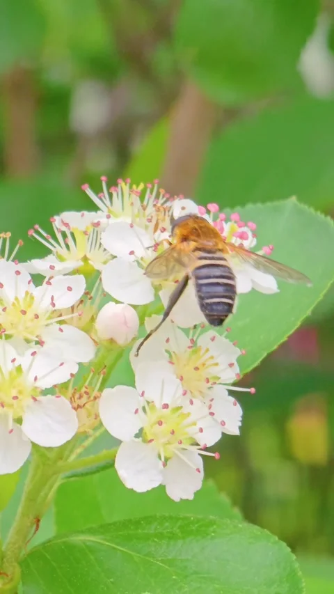 Honeybee foraging on white clover Stock Footage 325519245
