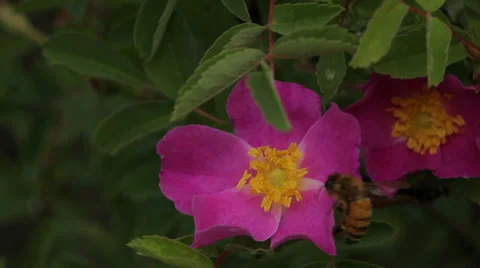 Honeybee foraging on a wild rose Stock Footage 44939951