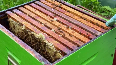 Honeybee frame alignment and spacing check inside hive during apiary inspection Stock Footage 335190397