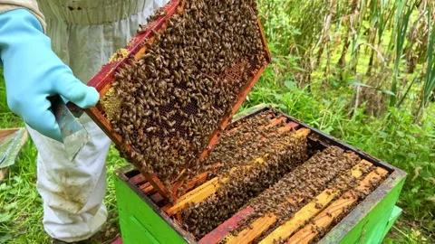 Honeybee frame reinsertion into hive after brood inspection with dense colony Stock Footage 335190390
