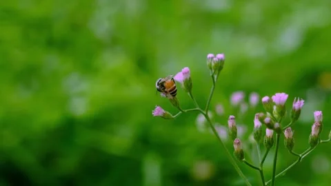 Honeybee Gathering Nectar and Pollen on Blooming Flower Stock Footage 345306356