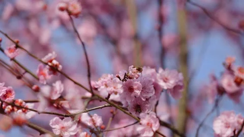 Honeybee Gathering Nectar On Cherry And Peach Blossoms 4K Stock Footage 341863681