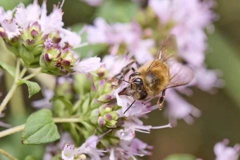 Honeybee gathering pollen from flower. Stock Photos