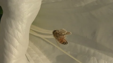 Honeybee gathering pollen Vidéo 64803485