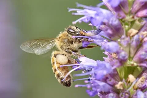 Honeybee gathers pollen. Stock Photos
