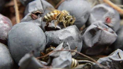 Honeybee on grapes 動画素材 97876856