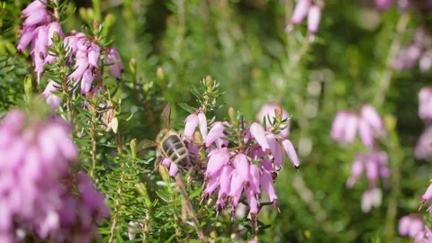 Honeybee in Heather Stock Footage 260464130