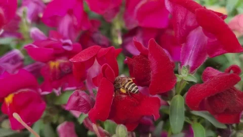 Honeybee Heavy Pollen Basket Flight Red Snapdragon.mp4 库存影片 337724759