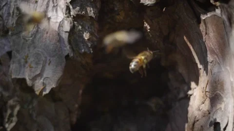 Honeybee Hive Stock Footage 260465808