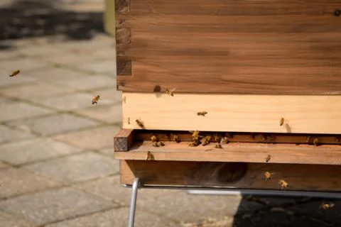 Honeybee hive Stock Photos