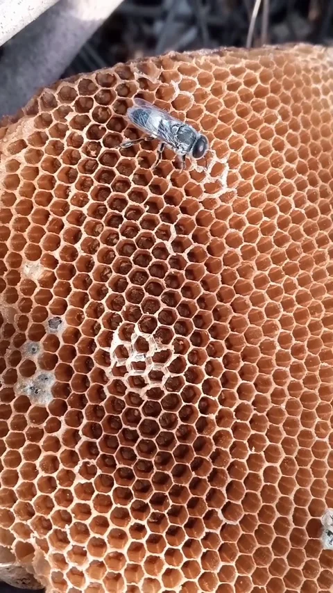 Honeybee on the home Stock Footage 171605160