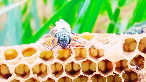 Honeybee on the home Stock Footage 190208153