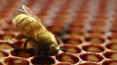 Honeybee on Honeycomb CloseUp. Stock Footage 307264830