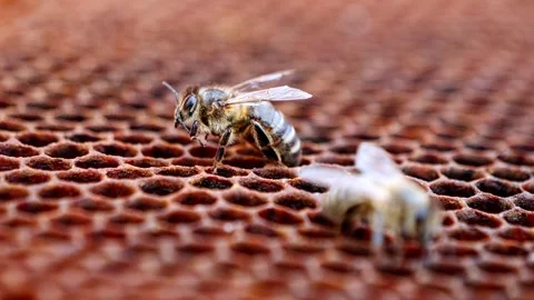 Honeybee on Honeycomb – Super Macro 4K Close-Up Stock-Footage 320162986