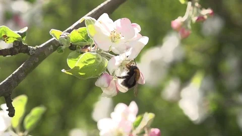 Honeybee hovering over the flower Stock-Footage 76004727