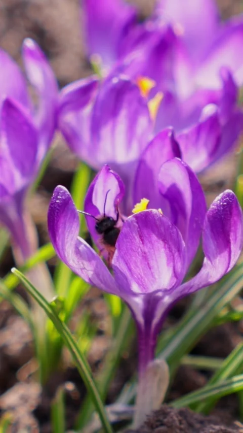 Honeybee hovering over vibrant purple crocus flowers in a sunlit garden, ca.. Vídeo Stock 339851013