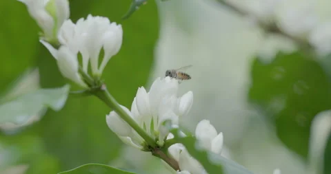 Honeybee Hovering Over White Coffee Flowers In Green Plantation Close Up Sl.. Video stock 331789974