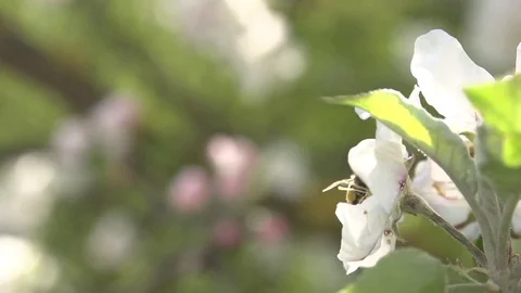 Honeybee hovering over the white flower 스톡 동영상 76004824