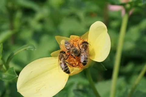 Honeybee Stock Illustration