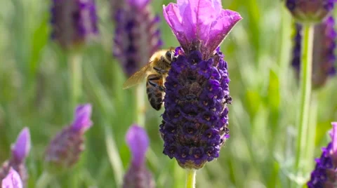 Honeybee on lavender, close up Stock Footage 63484268