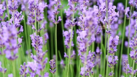 Honeybee on lavender Stock Footage 134523071