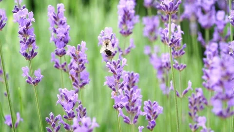 Honeybee on lavender Stock Footage 134523552