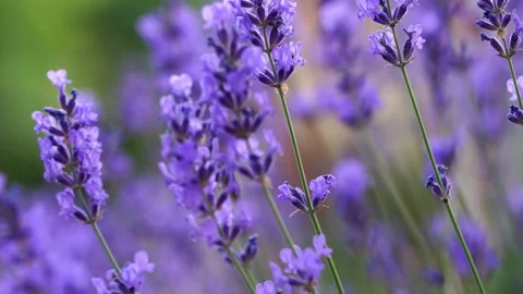 Honeybee on lavender Stock Footage 134523572