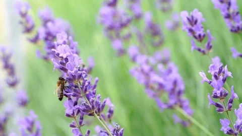 Honeybee on lavender Stock Footage 134523583