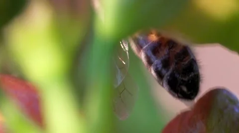 HoneyBee leafage close-up Stock Footage 7747949