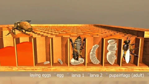 Honeybee lifecycle Stock Footage 288174703