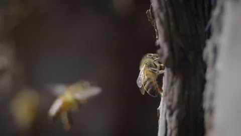 Honeybee Macro Stock Footage 260465705