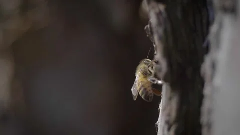 Honeybee Macro Stock Footage 260465720