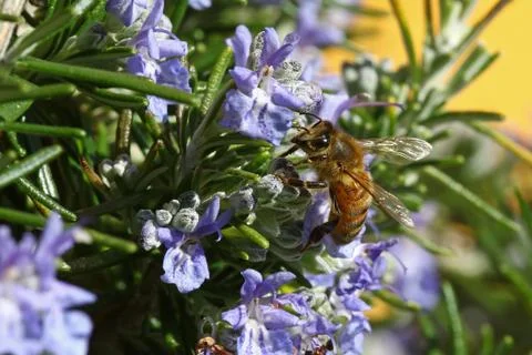 Honeybee macro portrait Stock Photos