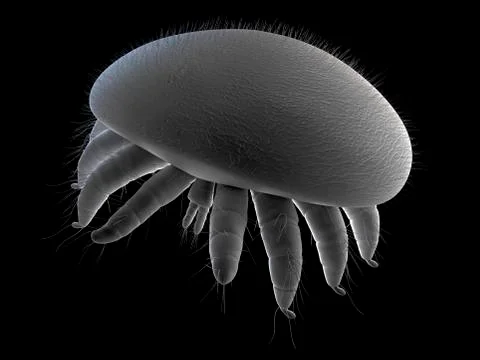 Honeybee mite, artwork Stock Illustration