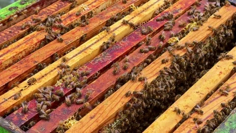Honeybee movement across hive frames showing bee space and colony organization Stock Footage 335190348