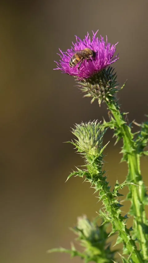 Honeybee perched on a purple thistle vertical video in 4K. Stock Footage 333038946