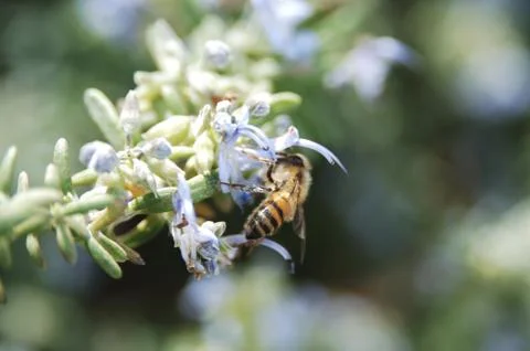 Honeybee Foto stock
