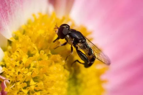 Honeybee Stock Photos