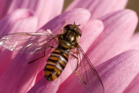 Honeybee Stock Photos
