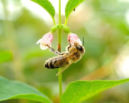 Honeybee Stock-Fotos