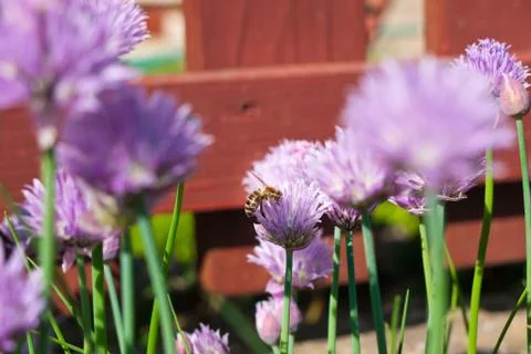 Honeybee Stock Photos