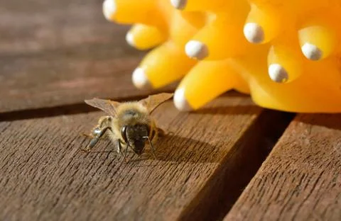 Honeybee Stock Photos