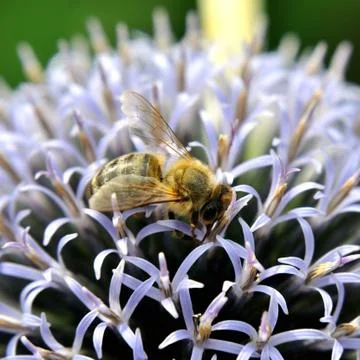 Honeybee Stock Photos
