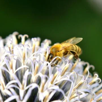 Honeybee Stock Photos