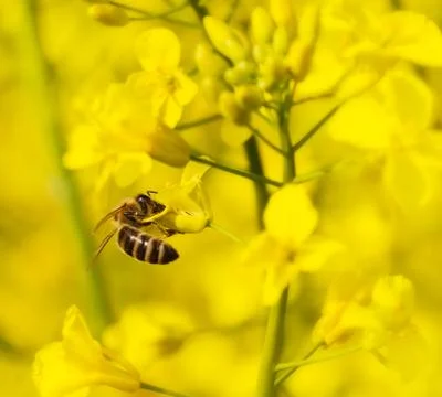 Honeybee Stock Photos