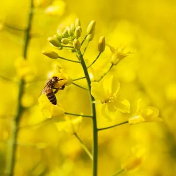 Honeybee Stock Photos