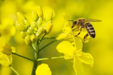 Honeybee Stock Photos