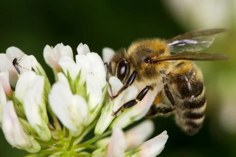 Honeybee Stock Photos