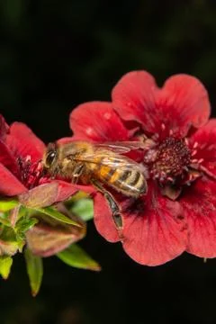 Honeybee Stock-Fotos